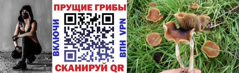 сколько стоит  Ржев  Галлюциногенные грибы GOLDEN TEACHER 